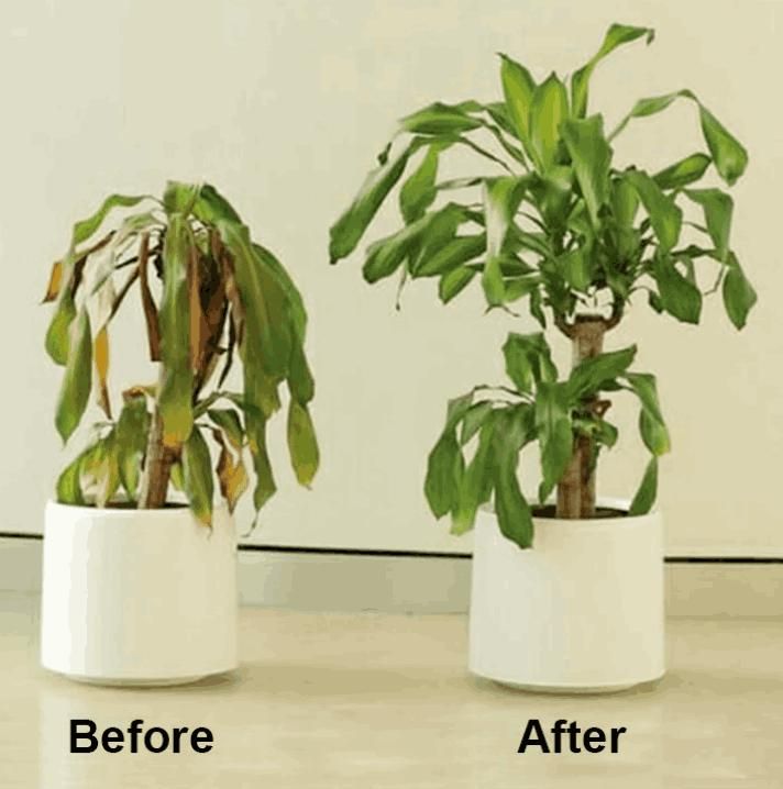 Chlorophyll Spray 100ML