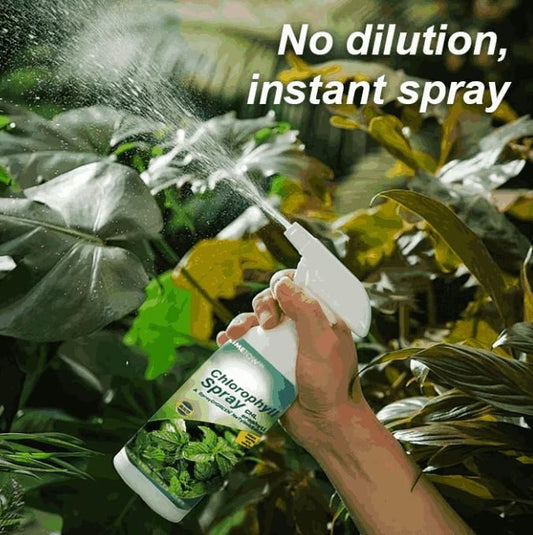 Chlorophyll Spray 100ML
