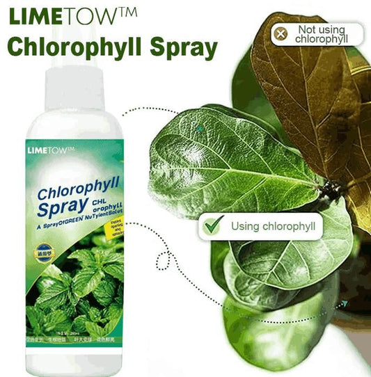 Chlorophyll Spray 100ML